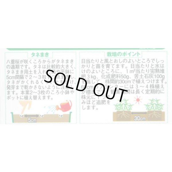 画像2: 送料無料　花の種　百日草(ジニア)ダリア咲き混合　約40粒　(株)サカタのタネ　実咲250（026282） (2)