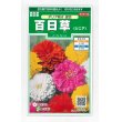 画像1: 花の種　百日草（ジニア）ダリア咲き混合　約40粒　サカタのタネ（株）実咲250 (1)