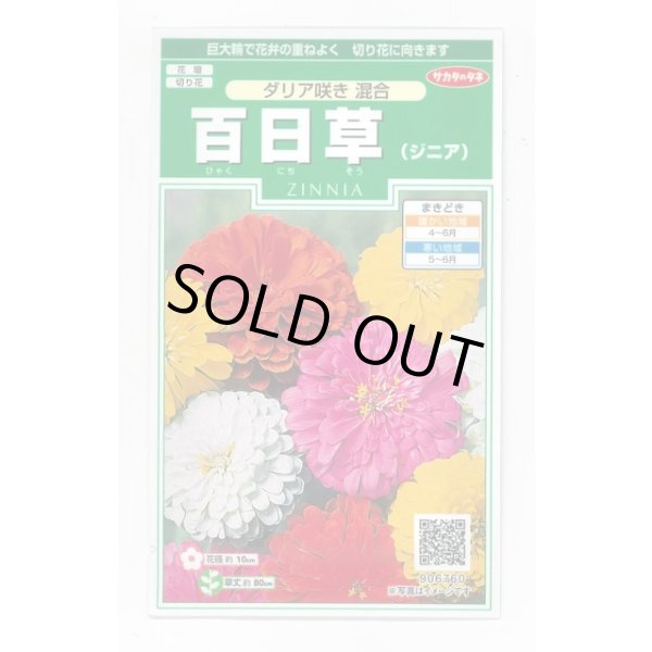 画像1: 送料無料　花の種　百日草(ジニア)ダリア咲き混合　約40粒　(株)サカタのタネ　実咲250（026282） (1)