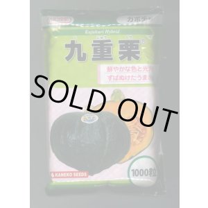 画像: 送料無料　[かぼちゃ]　九重栗　1000粒　カネコ種苗（株）