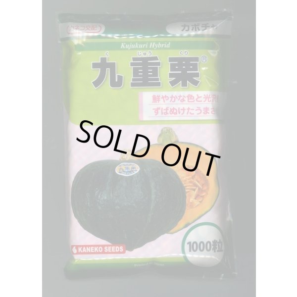 画像1: 送料無料　[かぼちゃ]　九重栗　1000粒　カネコ種苗（株） (1)