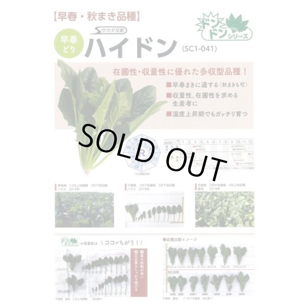 画像5: 送料無料　[ほうれんそう]　ハイドン　100ml　(約4000粒)(株)サカタのタネ　実咲PRO（003953） (5)