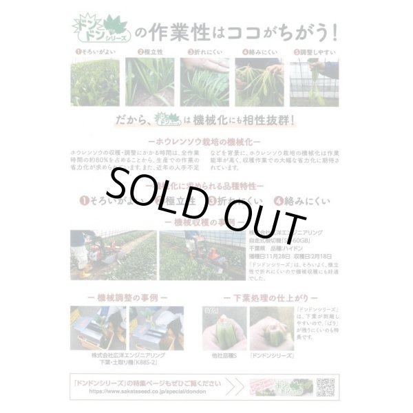 画像6: 送料無料　[ほうれんそう]　ゴードン　100ml　(およそ5500粒)　(株)サカタのタネ　実咲PRO（101532） (6)