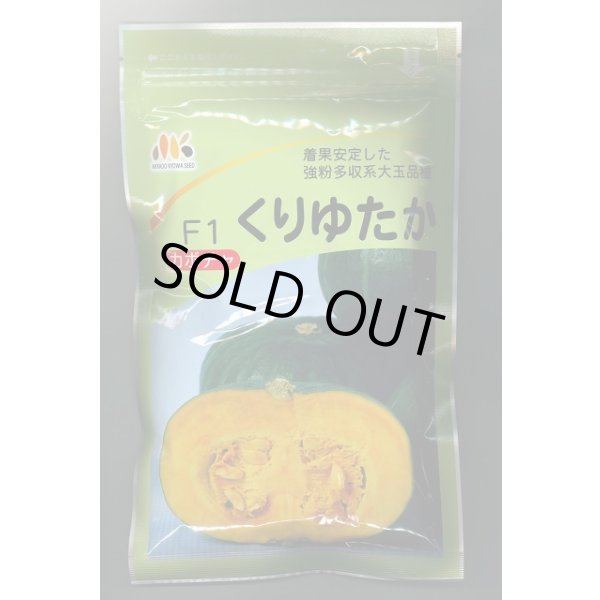 画像1: 送料無料　[かぼちゃ]　くりゆたか　500粒　ヴィルモランみかど（株） (1)