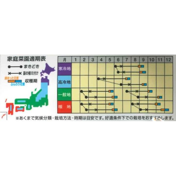 画像2: [カリフラワー]　ゆきのこ65　40粒　ナント種苗（株） (2)