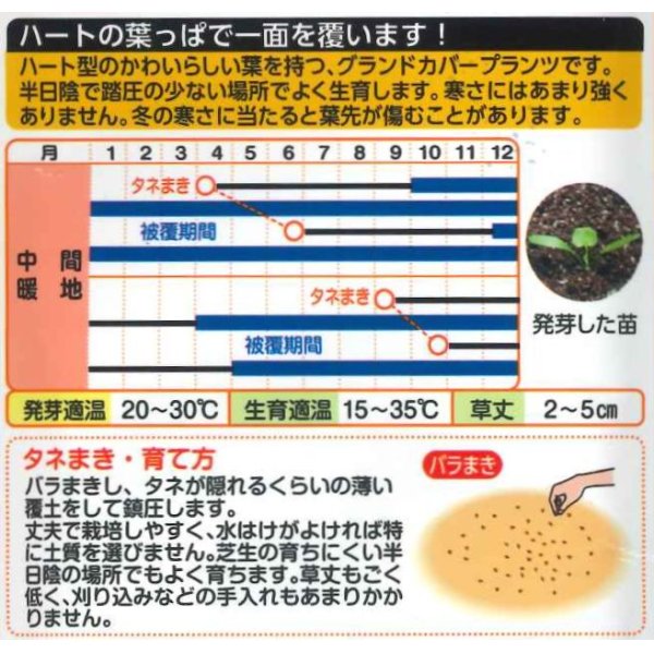 画像2: [景観形成作物]　グランドカバー　ダイカンドラ（コート）20ｍｌ　タキイ種苗 (2)