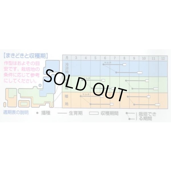 画像5: 大根　夏あおい　ペレット種子5000粒　タキイ種苗(株) (5)