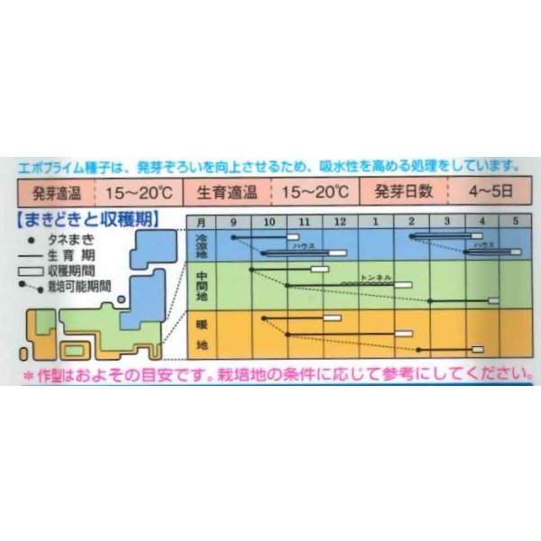 画像4: [ほうれんそう] 寒兵衛 3万粒(種子サイズ：M) タキイ種苗(株) (4)
