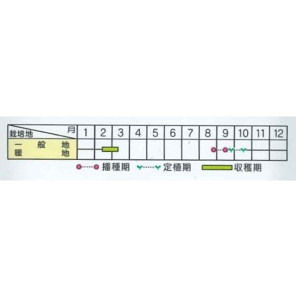 画像5: [ブロッコリー] レイトドーム 2000粒 (株)サカタのタネ (5)