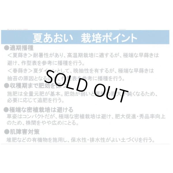 画像3: 大根　夏あおい　ペレット種子5000粒　タキイ種苗(株) (3)