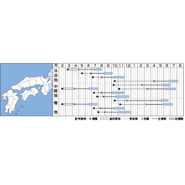 画像3: [キャベツ]　おきなSP　2000粒 貴種（コートしてません）　タキイ種苗（株） (3)