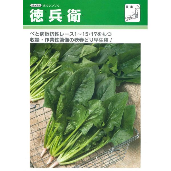 画像2: [ほうれんそう]　徳兵衛　3万粒(種子サイズ：　L)タキイ種苗(株) (2)