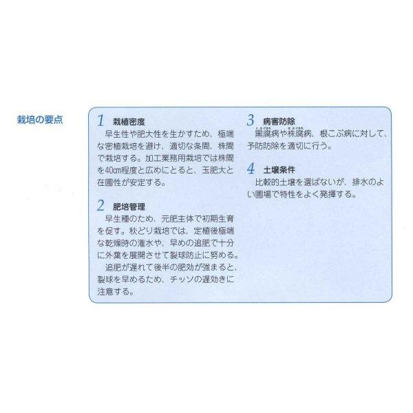 画像4: 送料無料　[キャベツ]　おきなSP　ペレット5000粒　タキイ種苗(株) (4)