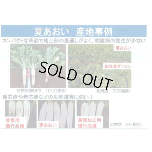 画像4: 大根　夏あおい　ペレット種子5000粒　タキイ種苗(株) (4)