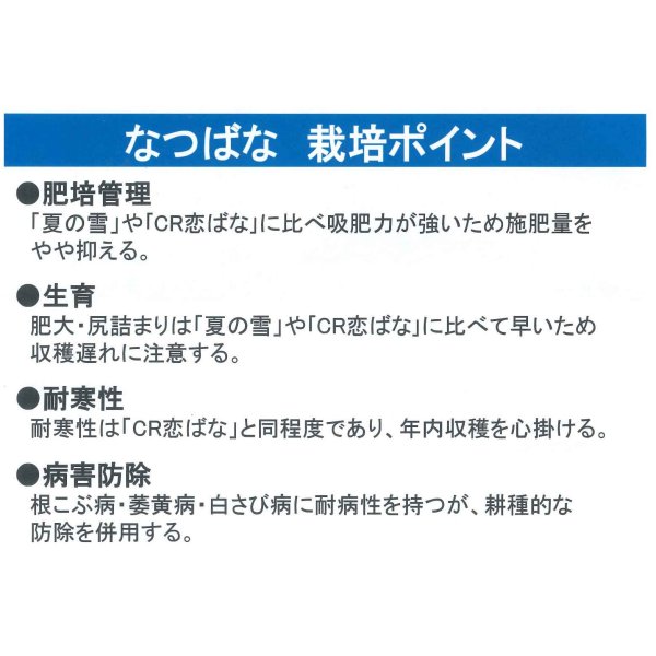 画像5: [かぶ]　なつばな　2.7ml　タキイ種苗（株）　RF　 (5)