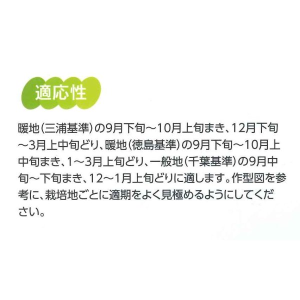 画像2: 送料無料　大根　冬の守　8千粒　(株)サカタのタネ (2)
