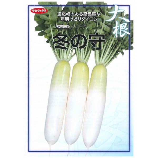 画像1: 送料無料　大根　冬の守　8千粒　(株)サカタのタネ (1)