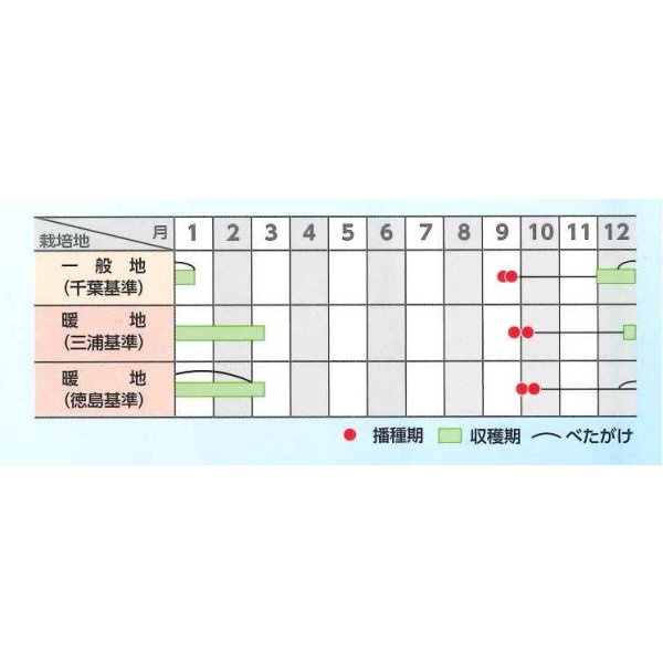 画像3: 送料無料　大根　冬の守　8千粒　(株)サカタのタネ (3)