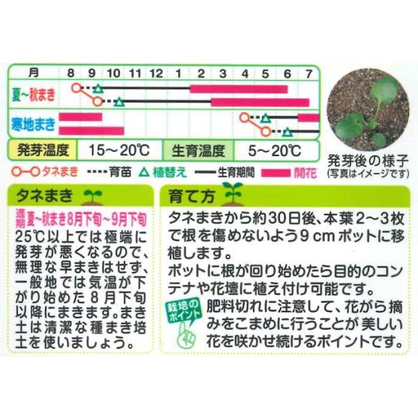 画像2: 花の種 ビオラ・混合 0.3ml タキイ種苗(株)(ＮL200) (2)