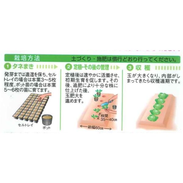 画像2: 送料無料　[キャベツ]　おきなSP　180粒　タキイ種苗(株)　DF (2)