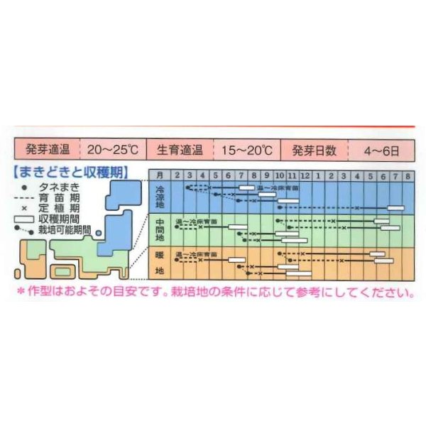 画像3: [キャベツ]　おきなSP　180粒　タキイ種苗（株）　DF (3)