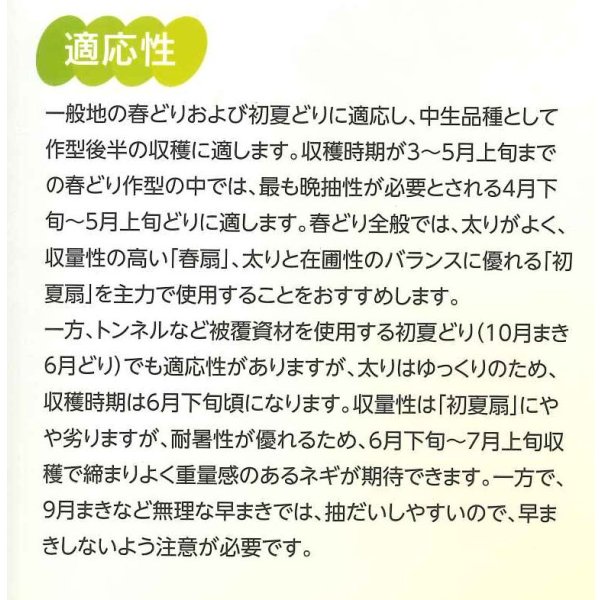 画像4: 送料無料 [ねぎ] 初夏扇2号 1dl(裸種子)(株)サカタのタネ (4)