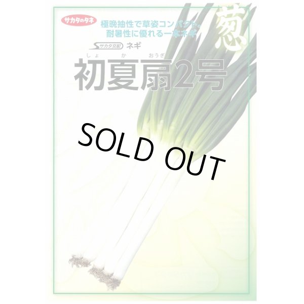 画像2: 送料無料 [ねぎ] 初夏扇2号 1dl(裸種子)(株)サカタのタネ (2)