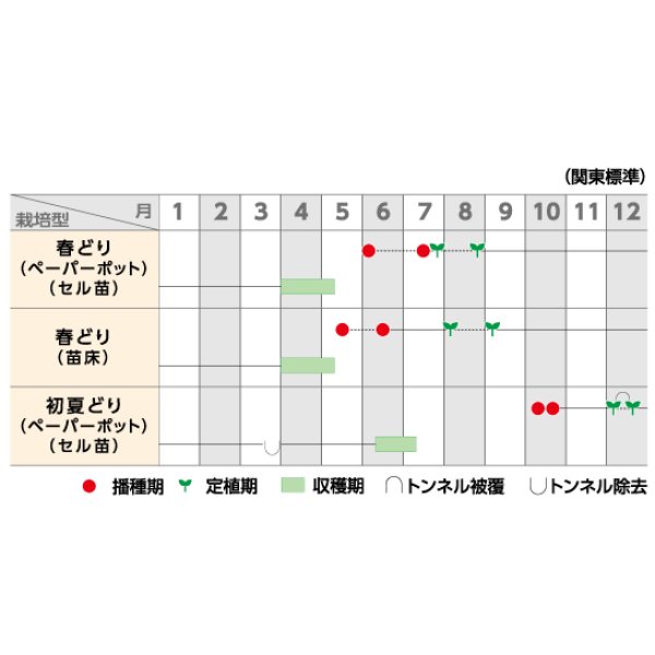 画像5: 送料無料 [ねぎ] 初夏扇2号 1dl(裸種子)(株)サカタのタネ (5)
