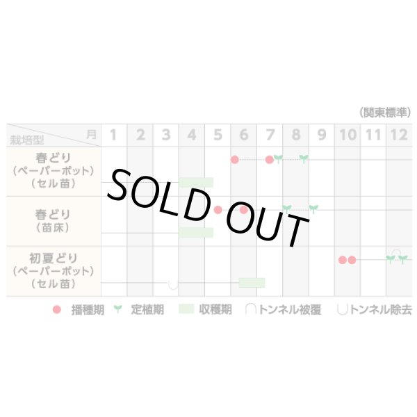 画像5: 送料無料 [ねぎ] 初夏扇2号 1dl(裸種子)(株)サカタのタネ (5)