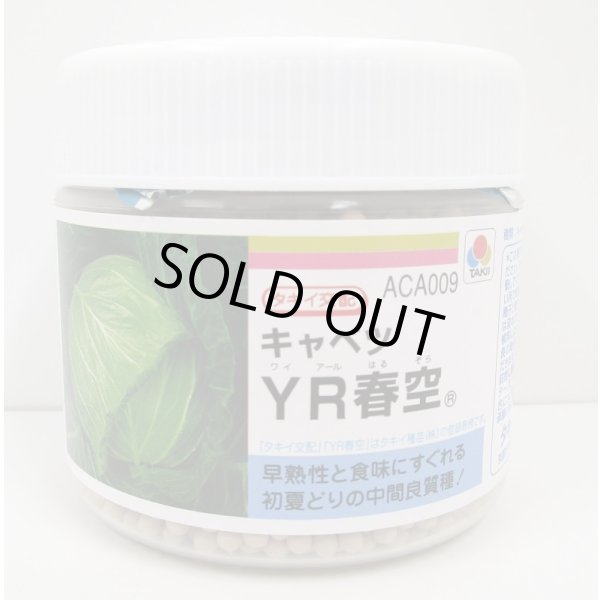 画像1: 送料無料 [キャベツ] YR春空 ペレット種子5000粒 タキイ種苗(株) (1)
