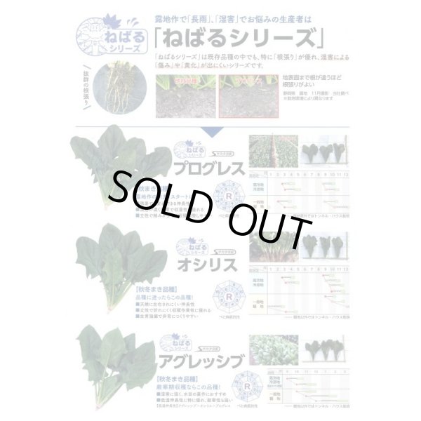 画像5: [ほうれんそう]　プログレス　種子サイズ：L　2万粒　（株）サカタのタネ (5)