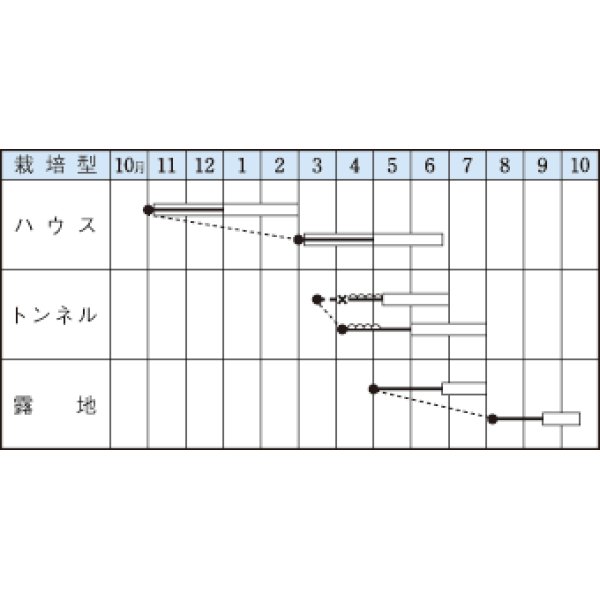 画像2: [いんげん]　　モロッコ　1L　タキイ種苗（株） (2)