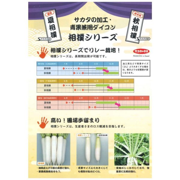 画像4: 送料無料 [大根] 夏相撲 8千粒 (株)サカタのタネ (4)