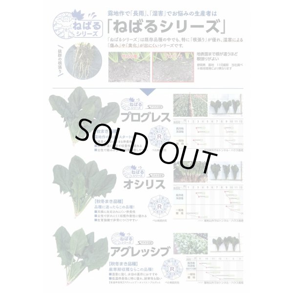 画像7: [ほうれんそう] オシリス 2万粒 種子サイズ：L （株）サカタのタネ (7)