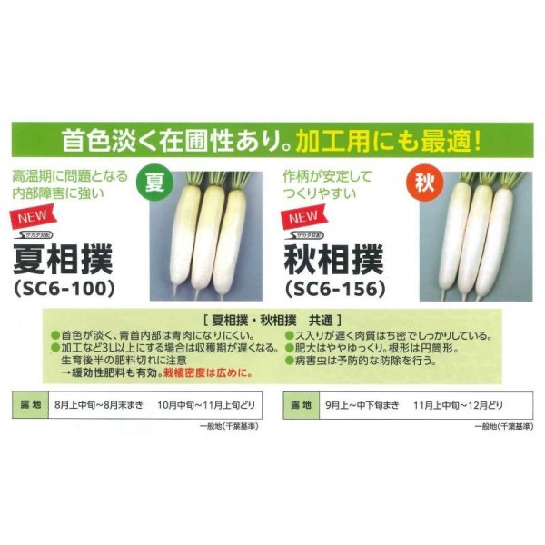 画像5: 送料無料[大根] 夏相撲 ペレット種子5000粒 (株)サカタのタネ (5)