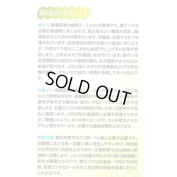 画像3: 送料無料 [ねぎ] 初夏扇2号 1dl(裸種子)(株)サカタのタネ (3)