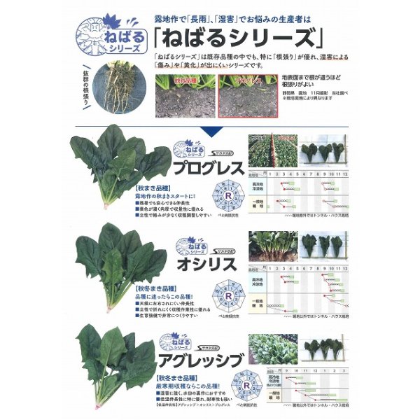 画像3: 送料無料　[ほうれんそう]　オシリス　約900粒　(株)サカタのタネ　実咲350（003011） (3)