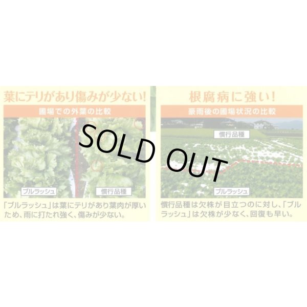 画像5: [レタス] オーディブル ペレット種子 5000粒 （株）サカタのタネ (5)