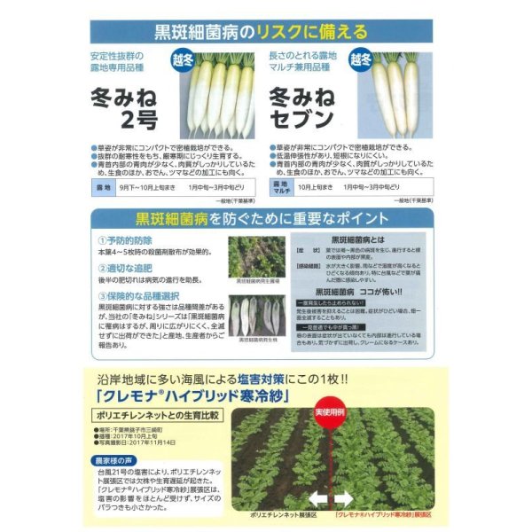 画像4: 送料無料 大根 冬みね2号 800粒 (株)サカタのタネ (4)