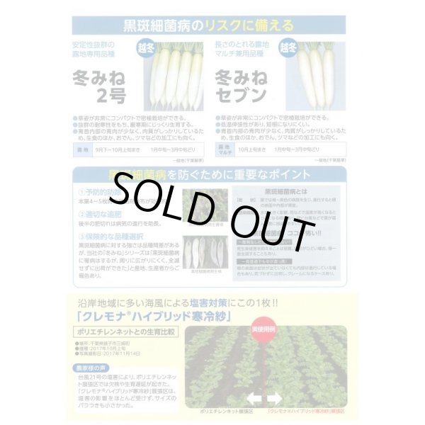 画像4: 送料無料 大根 冬みね2号 5000粒 ペレット種子 (株)サカタのタネ (4)