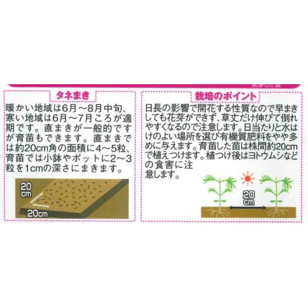 画像2: 花の種　コスモス　キャンパス　ブライトカラーミックス　約100粒　サカタのタネ（株）　実咲350 (2)