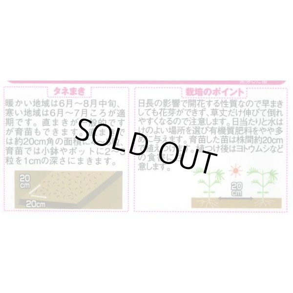 画像2: 送料無料　花の種　コスモス　キャンパス　ブライトカラーミックス　約100粒　(株)サカタのタネ　実咲350（026104） (2)
