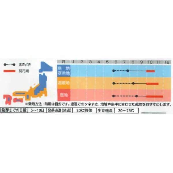 画像3: 花の種　コスモス　キャンパス　ブライトカラーミックス　約100粒　サカタのタネ（株）　実咲350 (3)