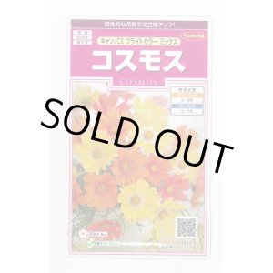 画像: 送料無料　花の種　コスモス　キャンパス　ブライトカラーミックス　約100粒　(株)サカタのタネ　実咲350（026104）