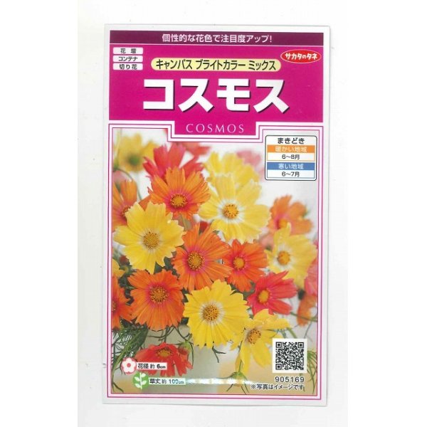 画像1: 花の種　コスモス　キャンパス　ブライトカラーミックス　約100粒　サカタのタネ（株）　実咲350 (1)