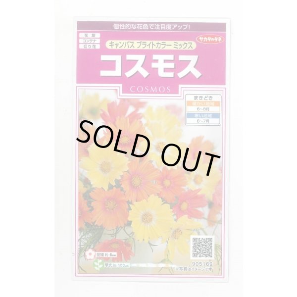 画像1: 送料無料　花の種　コスモス　キャンパス　ブライトカラーミックス　約100粒　(株)サカタのタネ　実咲350（026104） (1)