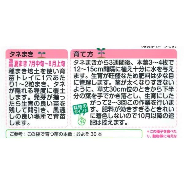画像2: 送料無料　花の種　葉牡丹　F1　フレアローズ　タキイ種苗(株)NL300 (2)