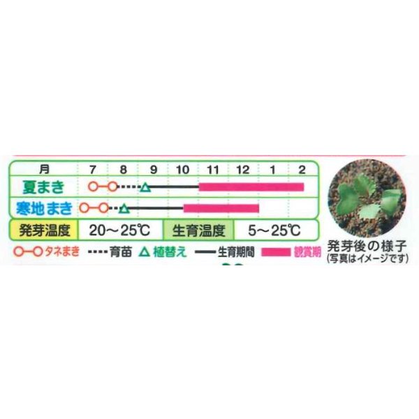 画像3: 送料無料　花の種　葉牡丹　F1　フレアローズ　タキイ種苗(株)NL300 (3)