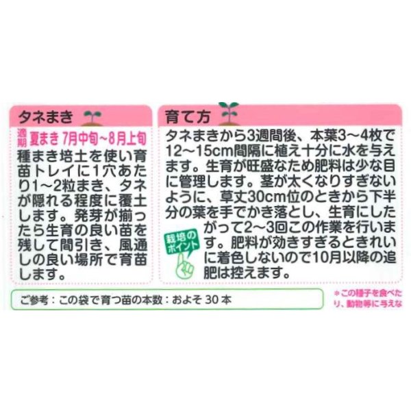 画像2: 花の種 葉牡丹 F1 フレアホワイト タキイ種苗(株)NL300 (2)