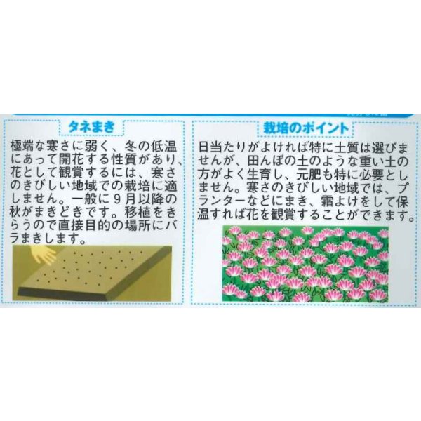 画像2: 送料無料　花の種　レンゲ　紫雲英　約3平米用　(株)サカタのタネ　実咲350（026181） (2)